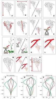 Genetic Variability of Arabidopsis thaliana Mature Root System Architecture and Genome-Wide Association Study